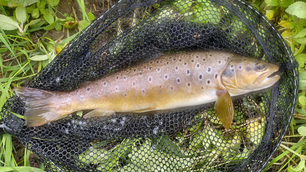 Photo of the best trout of the day